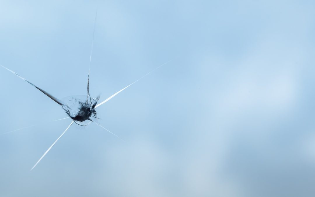 Image of the chipped windshield from bounce off stone on the road
